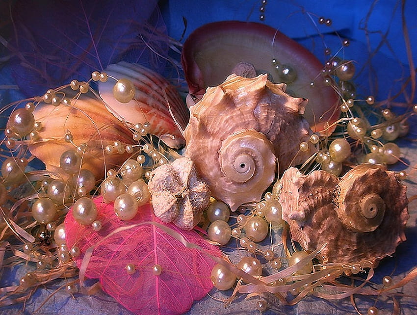 Sea shells and pearls, shells, pearls, conch shells, spiral, sea shells, nice HD wallpaper