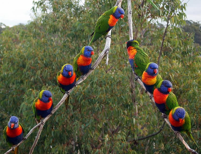Un'armonia di lorichetti, ramo, colorato, uccelli, riga, bella, lorichetti arcobaleno, armonia Sfondo HD
