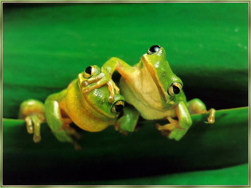 Hey...Me FIRST!, deux, grenouilles, animaux, vert, paire, poussant Fond d'écran HD