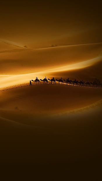 camel desert sunset wallpaper