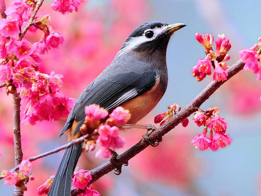 背景春。 最も美しい鳥, 鳥 高画質の壁紙