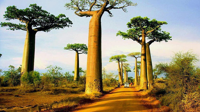 Drzewa natury Madagaskar drogi, kraj Madagaskaru Tapeta HD