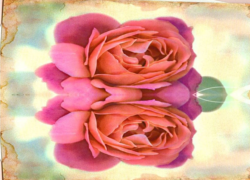 Double Up, fleurs, roses, art Fond d'écran HD