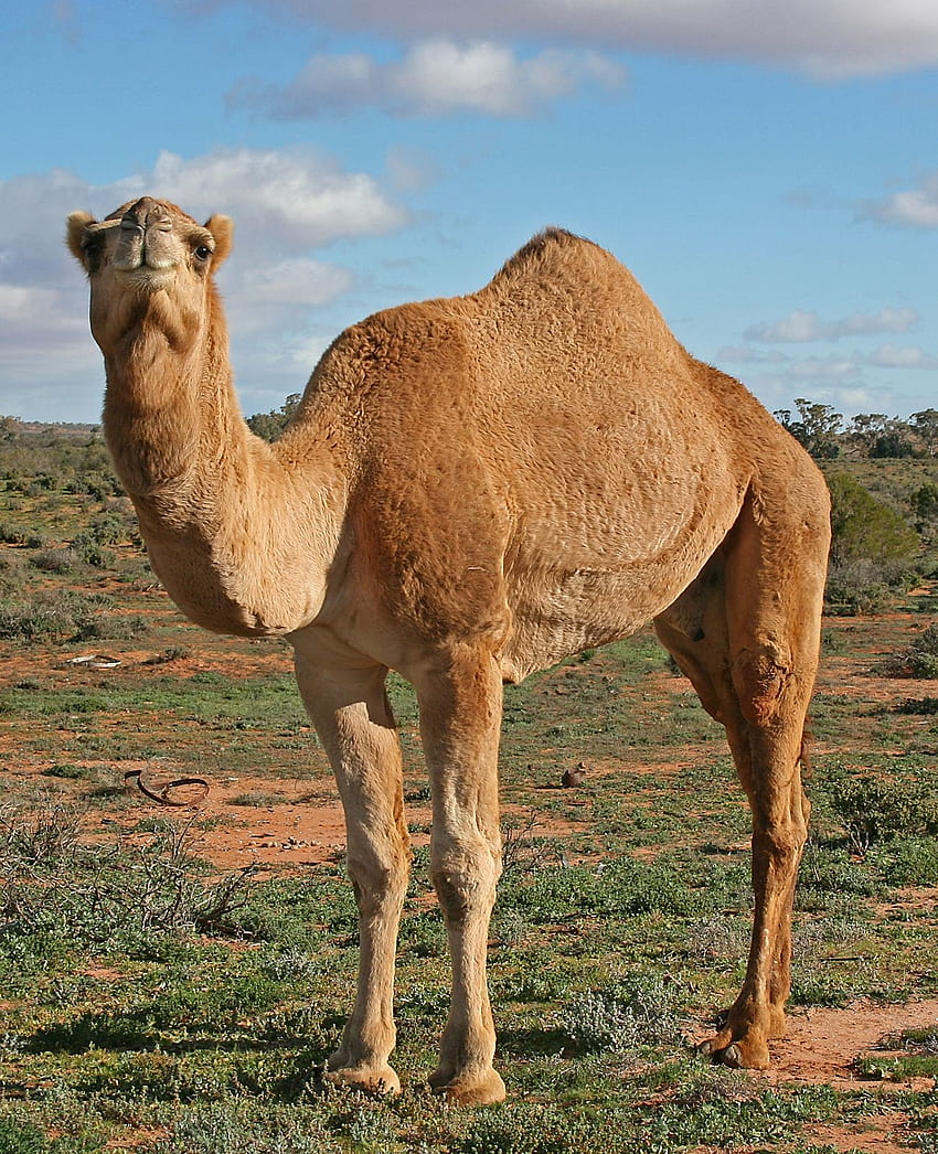 profil de chameau de haute qualité Fond d'écran de téléphone HD