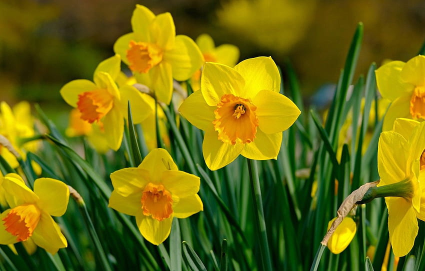 flowers, spring, yellow, daffodils for , section цветы HD wallpaper