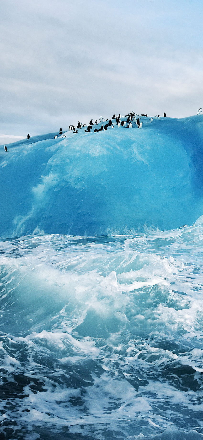 iPhoneXpapers - penguin iceberg snow HD phone wallpaper