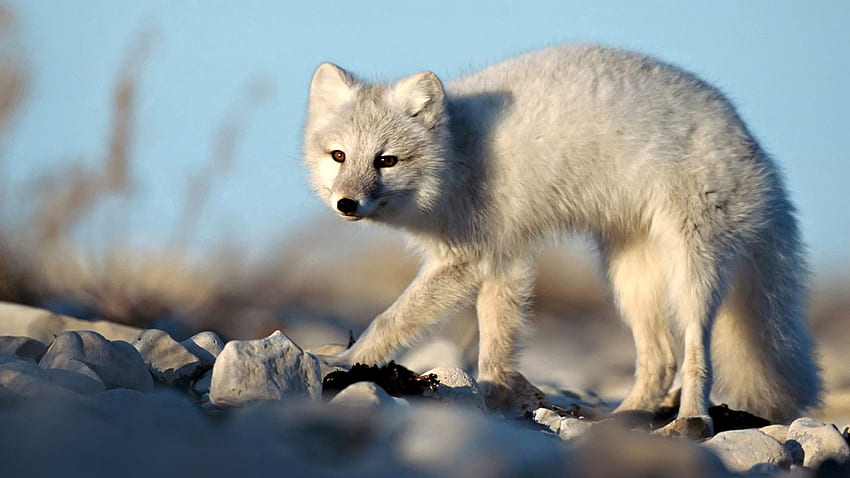 สัตว์ หิน สี สุนัขจิ้งจอกอาร์กติก ขี้ขลาด ผวา วอลล์เปเปอร์ HD