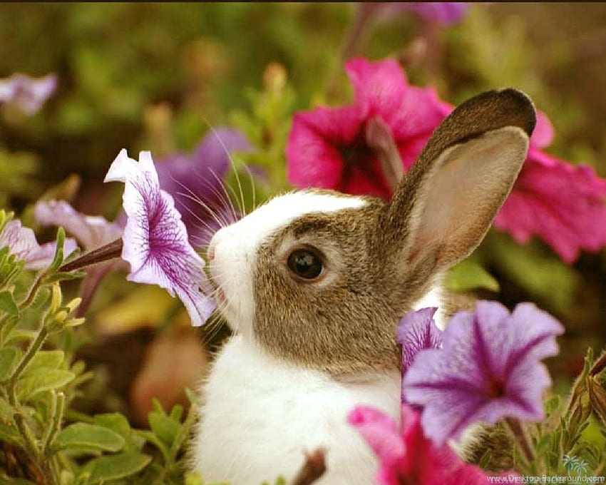 Cute Baby Animals And Beautiful - Cute Baby, Spring Nature Animal HD wallpaper