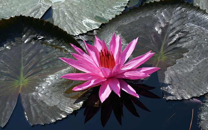 Waterlily, pink, leaves, flower, water HD wallpaper