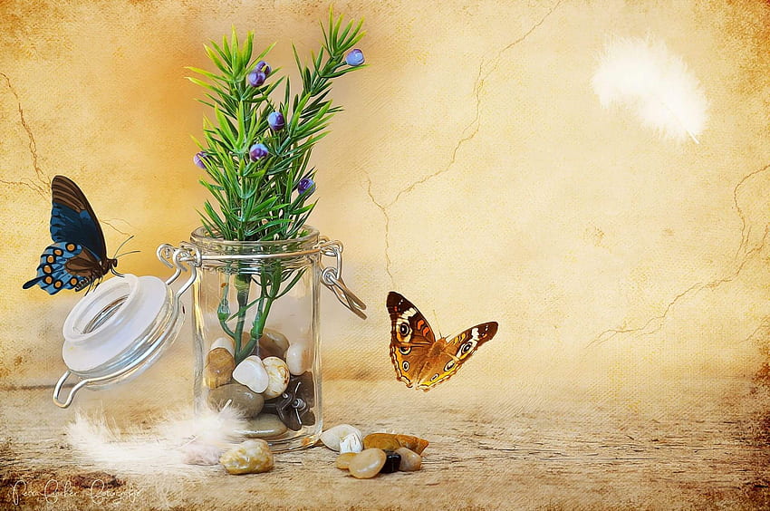 Lukisan alam benda, kupu-kupu, bulu, toples, bunga, batu Wallpaper HD
