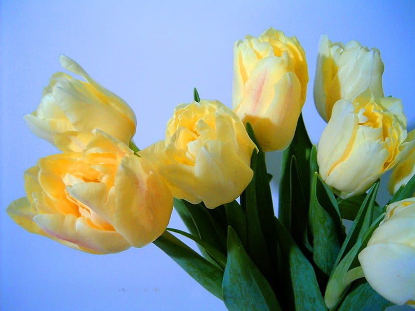 Tulipani soleggiati, blu, foglie verdi, gialle e bianche, cielo, tulipani Sfondo HD
