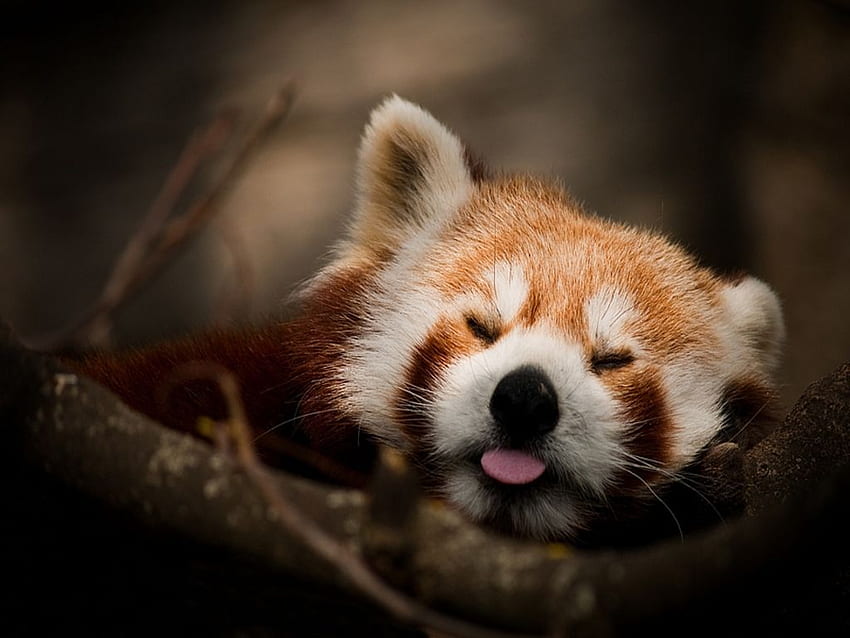 baby red pandas wallpaper