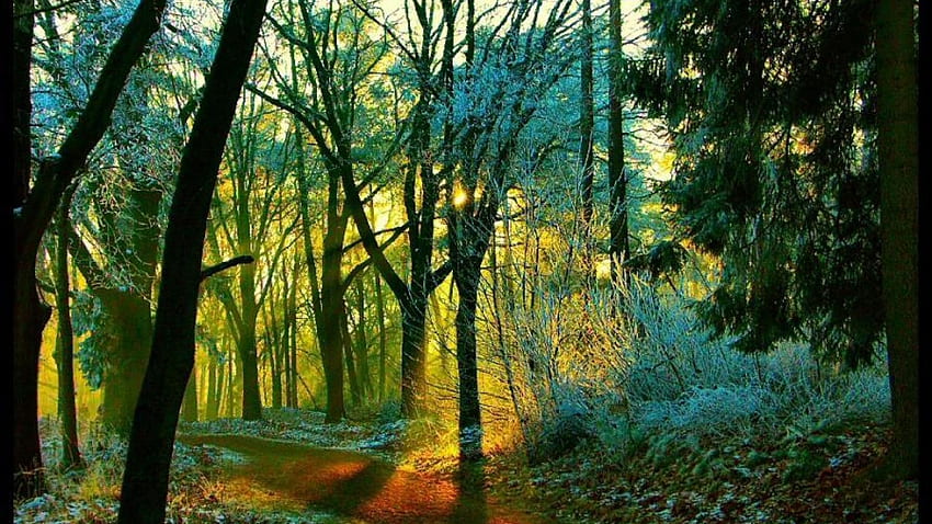 Morning In The Wood, mouning, trees, nature, forest, sunrise HD wallpaper
