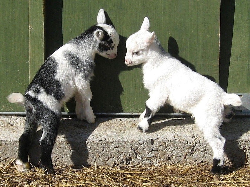 Dziecko Koza, Farma Zwierzęca Cute Baby Tapeta HD