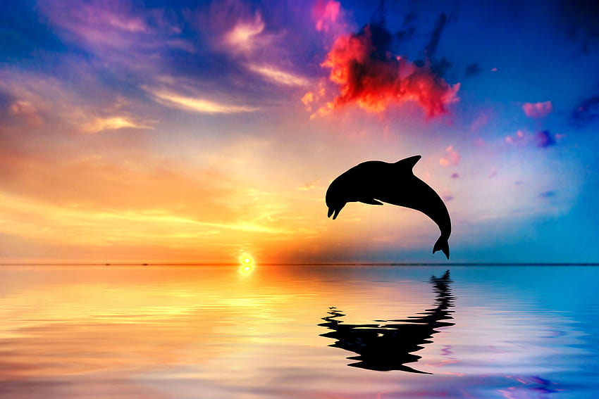 Dolphin Sunset, Dolphin Beach HD wallpaper