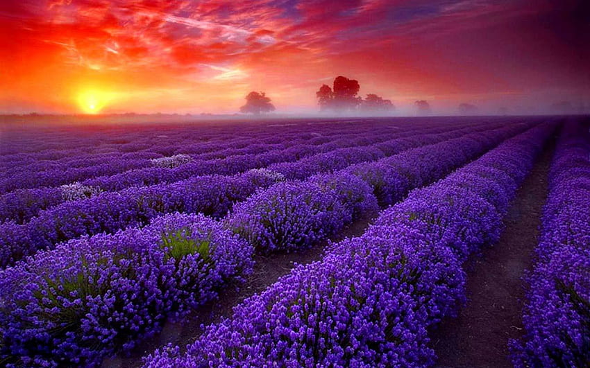 라벤더 - Terre Bleu Lavender Farm Milton - - HD 월페이퍼
