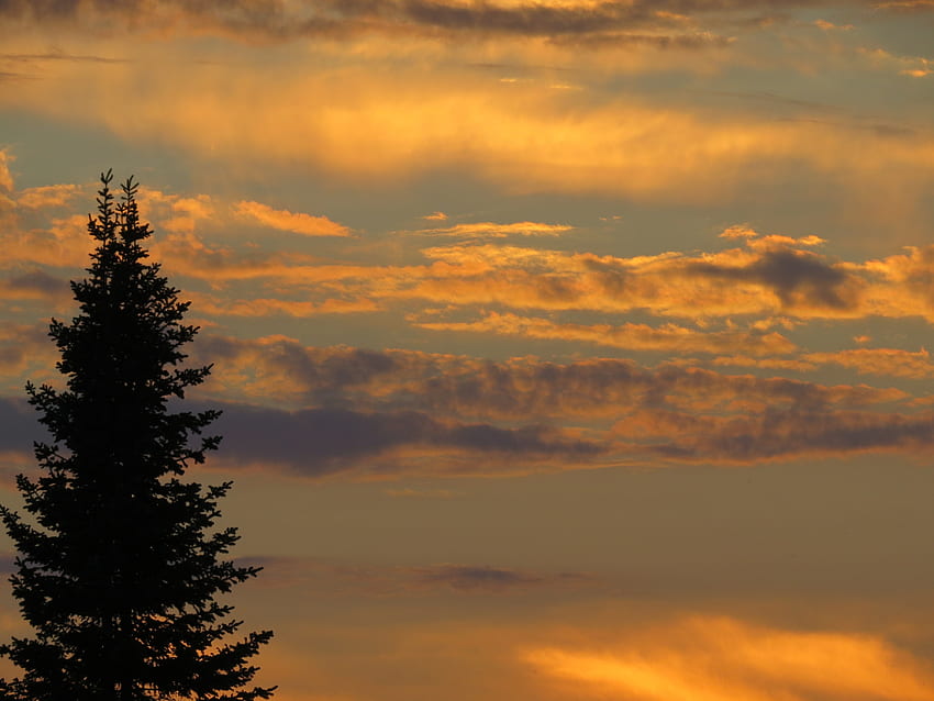 Nature, Sunset, Sky, Twilight, Dark, Wood, Tree, Dusk HD wallpaper