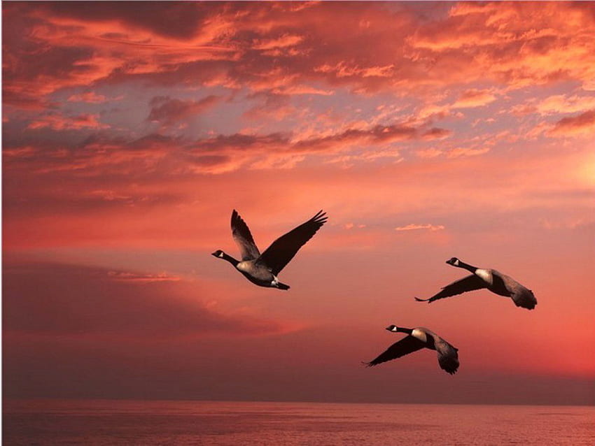 Geese in the sunrise, dawn, clouds, flight, pink sky, geese HD wallpaper