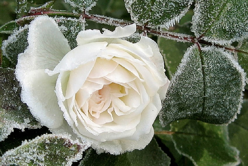 Frosted Love, rose, frost, white, leaves, flower, nature HD wallpaper