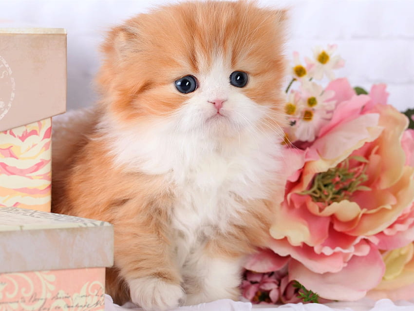 cute persian cat kitten