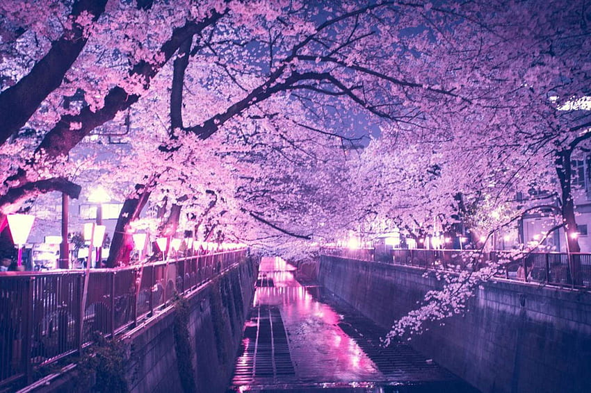 夜桜、夜桜 高画質の壁紙