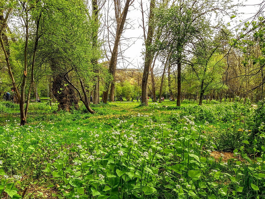 parque en primavera, Flores, Hermoso, Kosovo, árboles fondo de pantalla