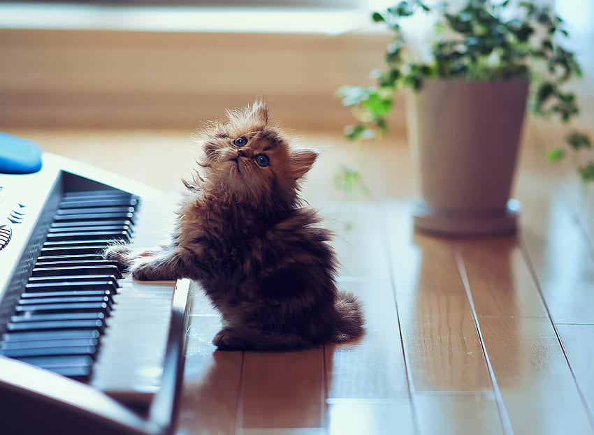 Animals, Sit, Fluffy, Kitty, Kitten, Playful, Synthesizer, Keys, Floor HD wallpaper