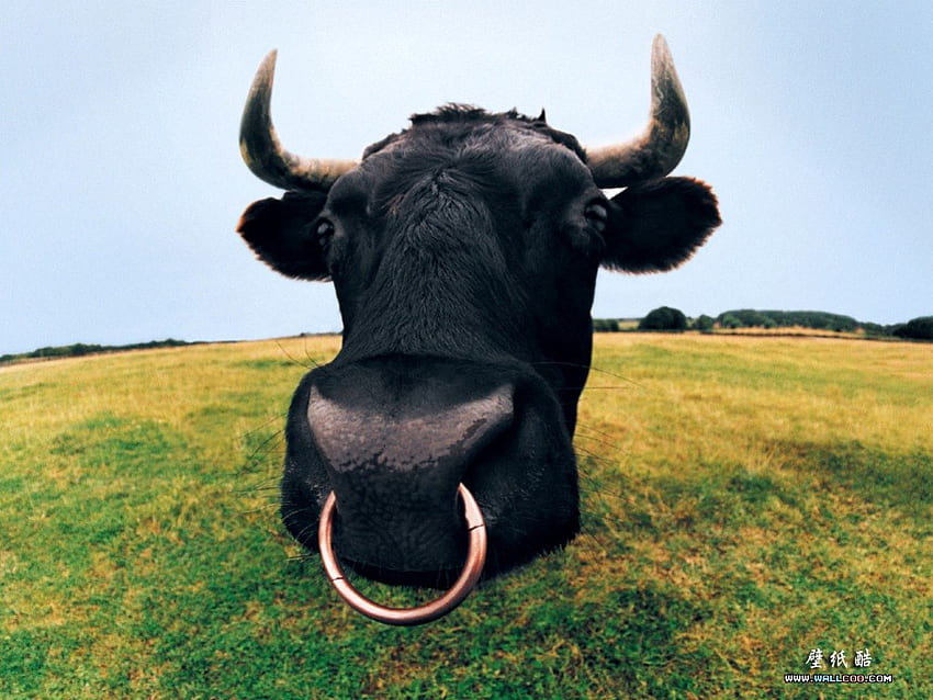 Пръстен в носа, бик, трева, поле HD тапет