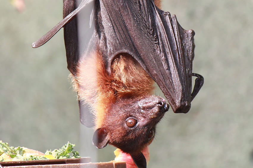 Fruit Bat, hanging, fruit, bat, zoo HD wallpaper