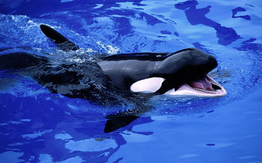 สัตว์ น้ำ ทะเล ลูกแมว วาฬ วาฬเพชฌฆาต Kitenok วอลล์เปเปอร์ HD