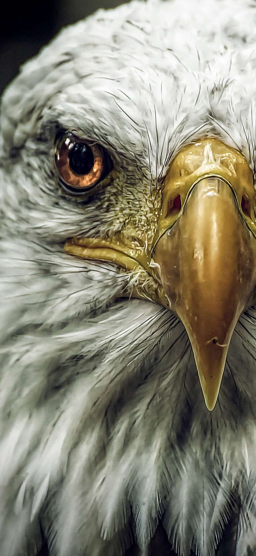 Black iPhone 7 Eagle, Lion and Eagle HD phone wallpaper