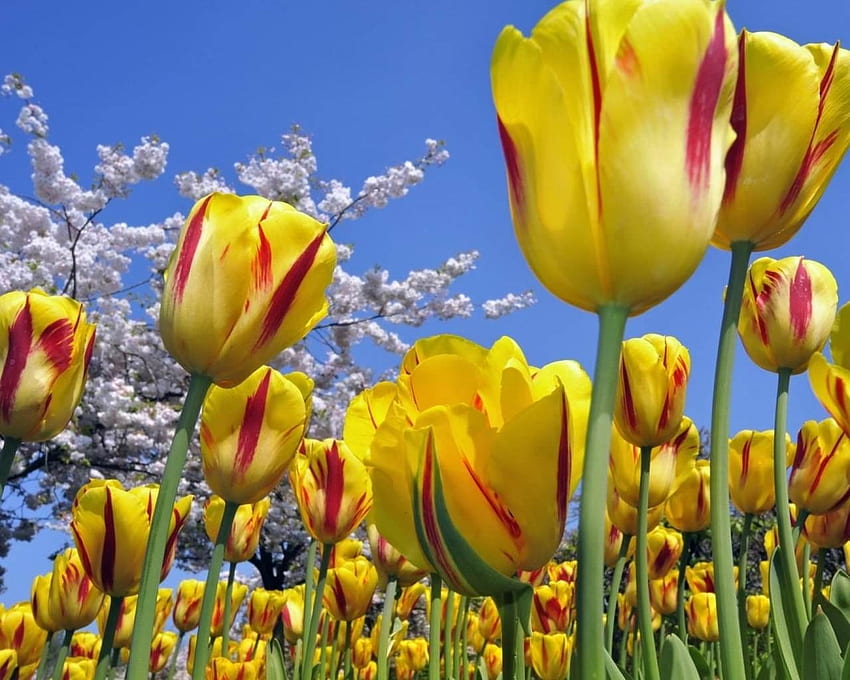 Adorabili tulipani, colorati, cielo, tulipani, gialli Sfondo HD