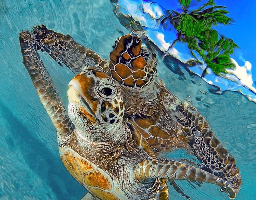 Turtles in Sea, cool HD wallpaper