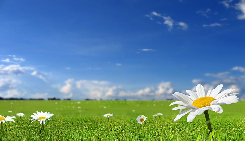 ธรรมชาติ ดอกไม้ หญ้า ท้องฟ้า ดอกคาโมไมล์ ฟิลด์ แดด วอลล์เปเปอร์ HD