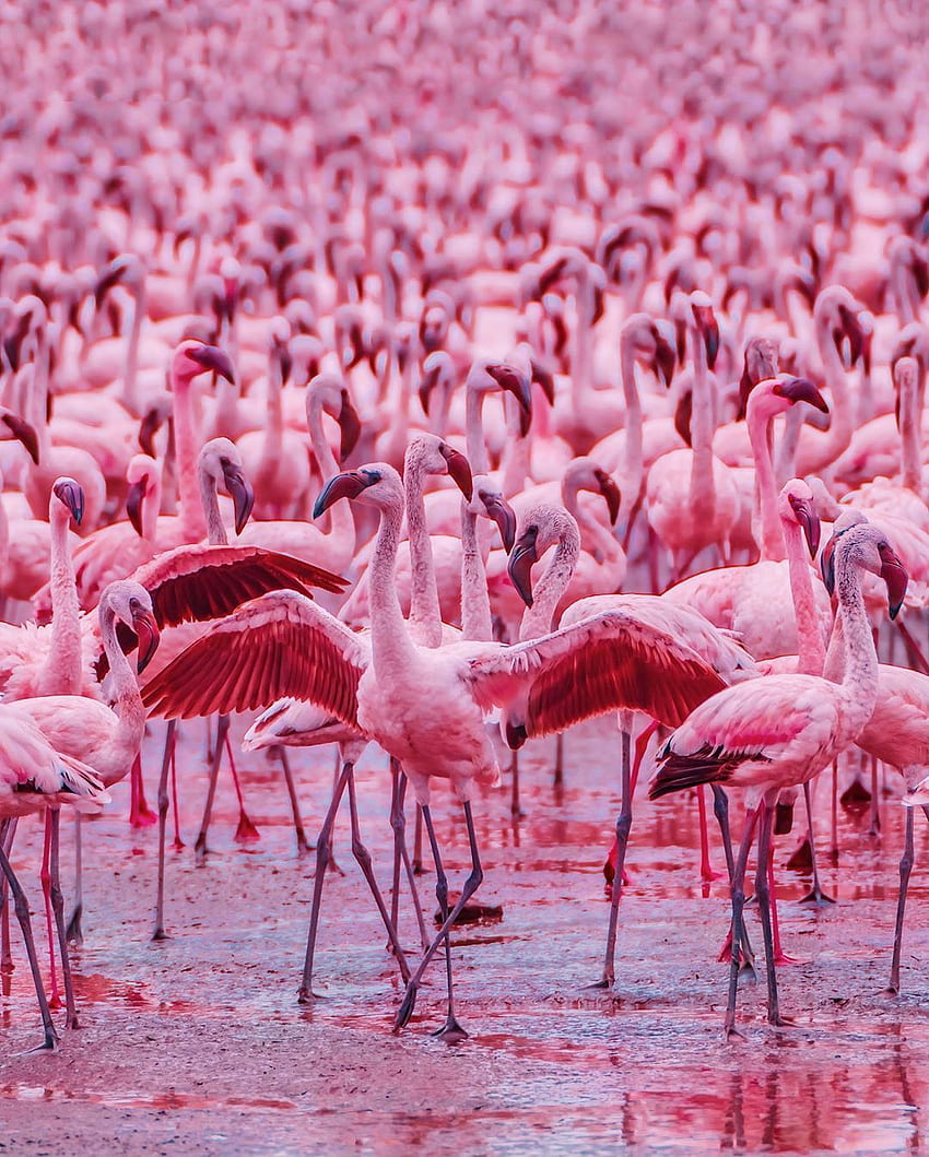 Flamingo iPhone Wallpapers  Top Free Flamingo iPhone Backgrounds   WallpaperAccess