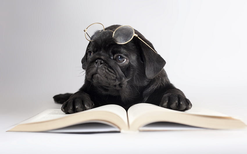 *** Reading pug ***, animal, cachorros, pug, animais papel de parede HD