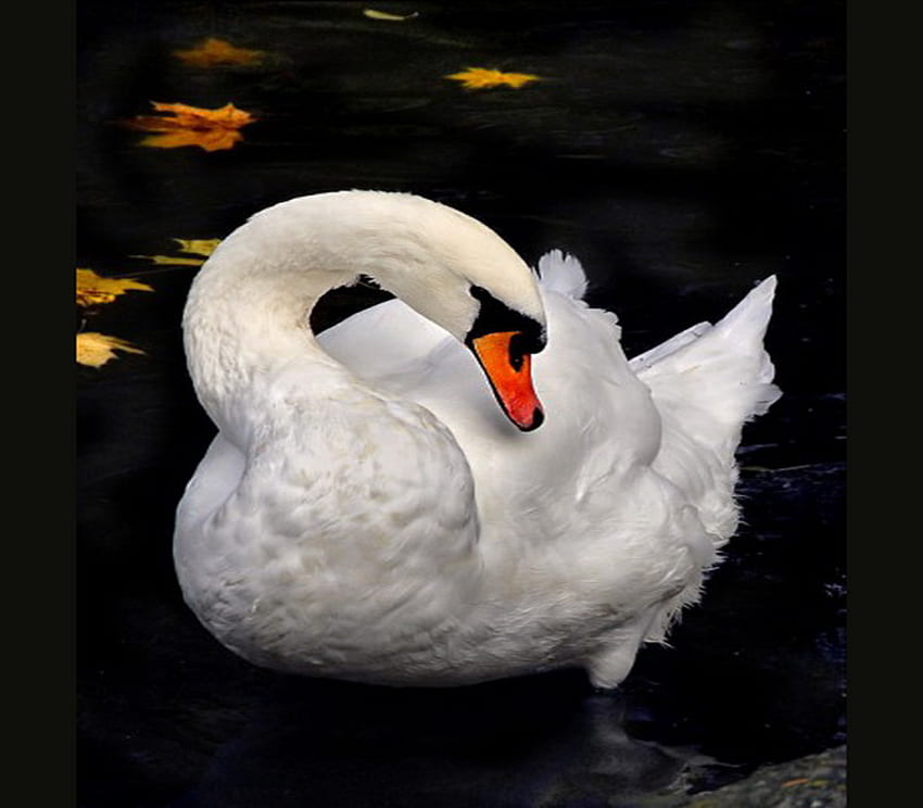 Beauty on black, white, leaves, black background, bird, swan, beauty HD wallpaper
