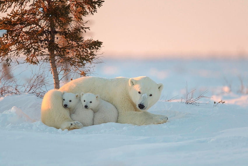 이매지니 펜트루 북극곰 . 북극곰, 북극곰, 곰, 멋진 북극곰 HD 월페이퍼