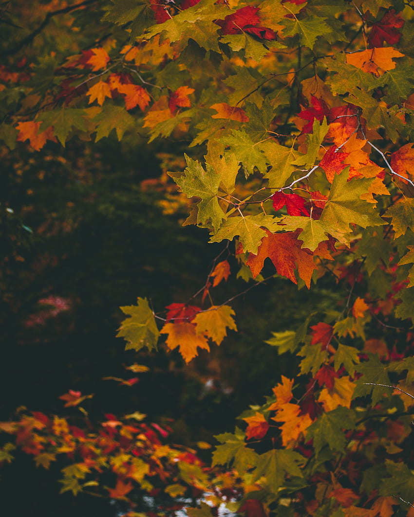 Nature, Autumn, Leaves, Multicolored, Motley, Blur, Smooth, Branches, Maple HD phone wallpaper