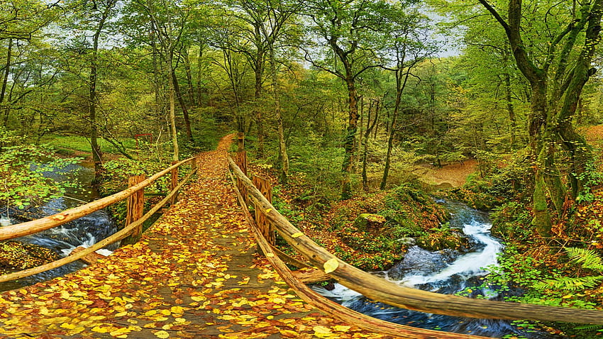 Autumn at Palatinate Forest, Germany, leaves, fall, creek, trees, colors, bridge HD wallpaper