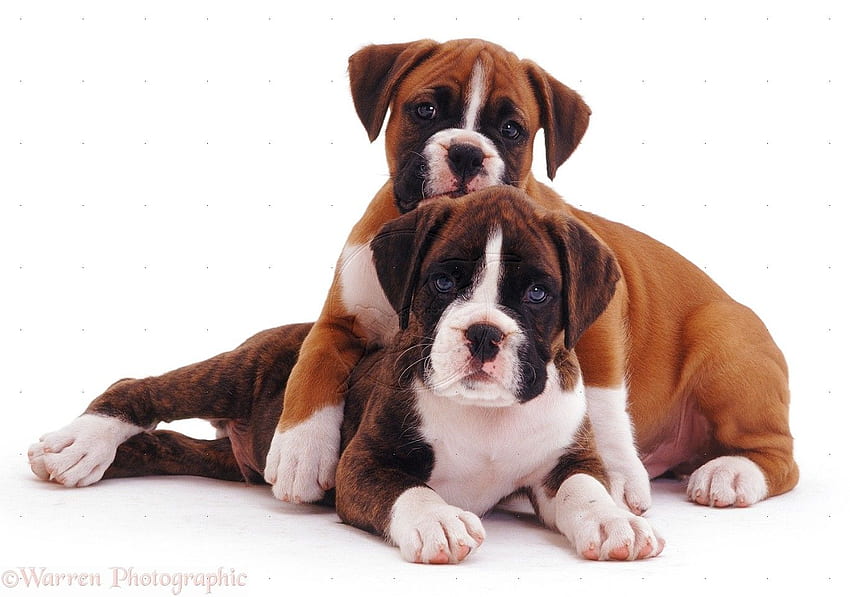 Boxer Dogs, Cute Boxer HD wallpaper | Pxfuel