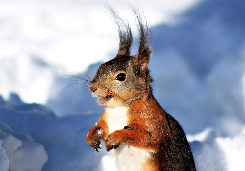 Squirrel, blue, winter, animal, white, smiling, mood, cute, snow, red, happy HD wallpaper