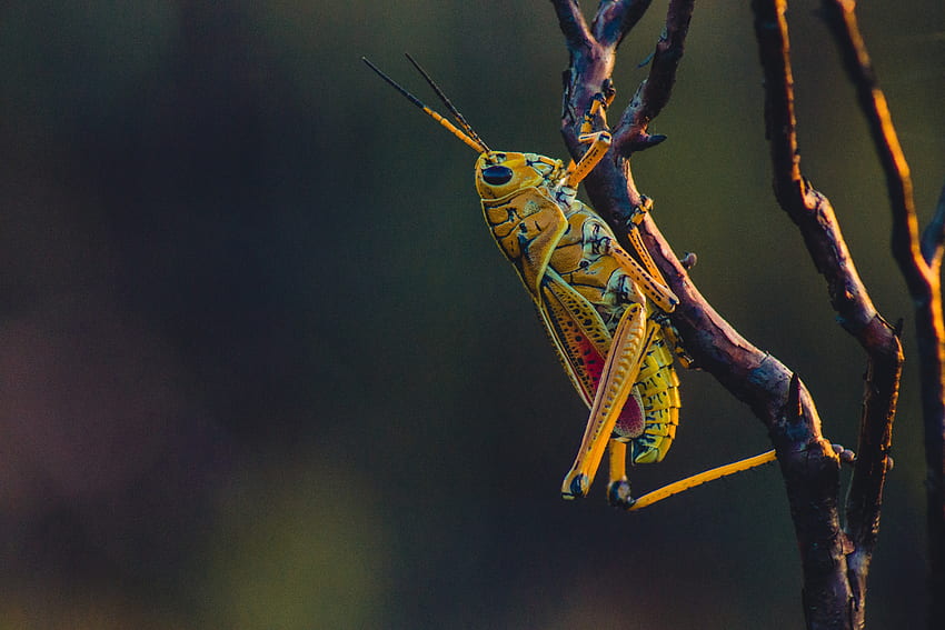 Macro, Branches, Insect, Grasshopper HD wallpaper