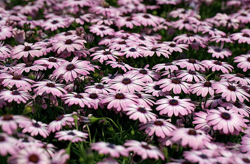 Blumen, Glanz, Licht, Unschärfe, Glatt, Grüns, Blumenbeet, Blumenbeet, Dimorfoteka, Dimorphothek HD-Hintergrundbild