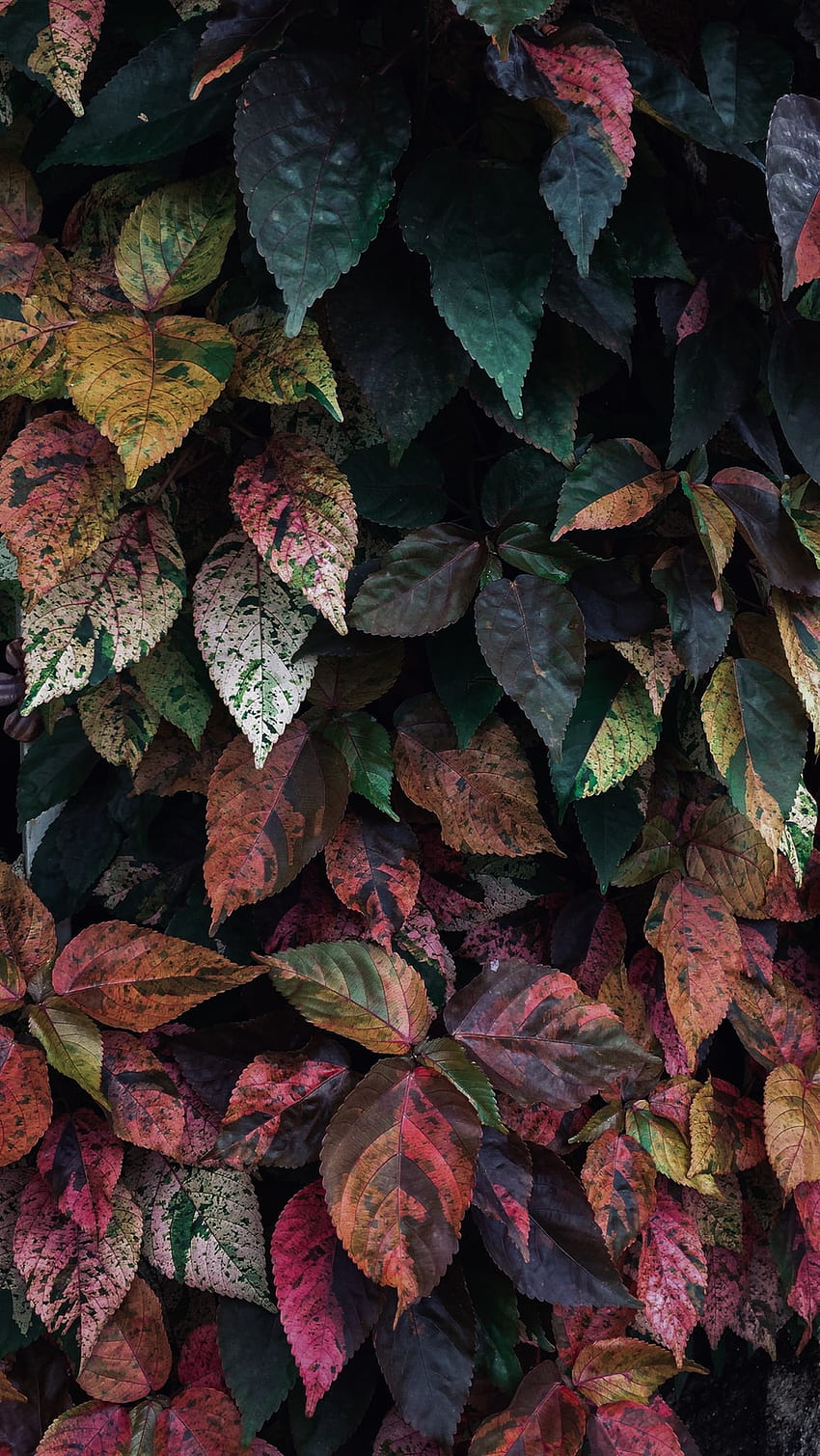 tanaman berdaun merah muda, hijau, dan kuning – Tanam di Unsplash wallpaper ponsel HD