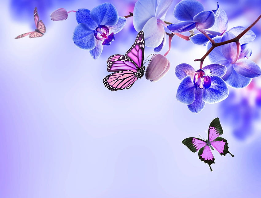 orchid blue flowers beautiful butterflies flower butterfly . Orchid , Butterfly , Flower HD wallpaper