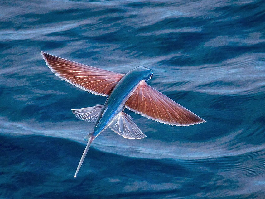 Ikan - Ikan Terbang - Wallpaper HD