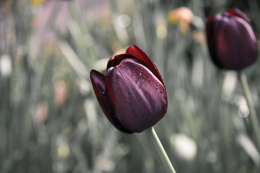 Blumen, Blume, Knospe, Unschärfe, glatt, Tulpe HD-Hintergrundbild
