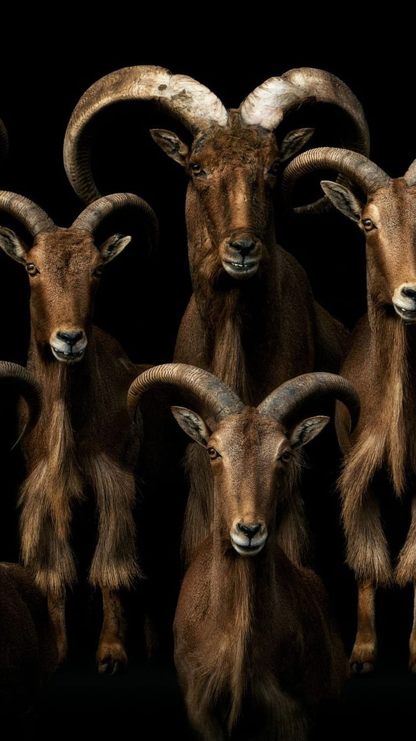Many Goats, Black Background IPhone 8 7 6 6S HD phone wallpaper