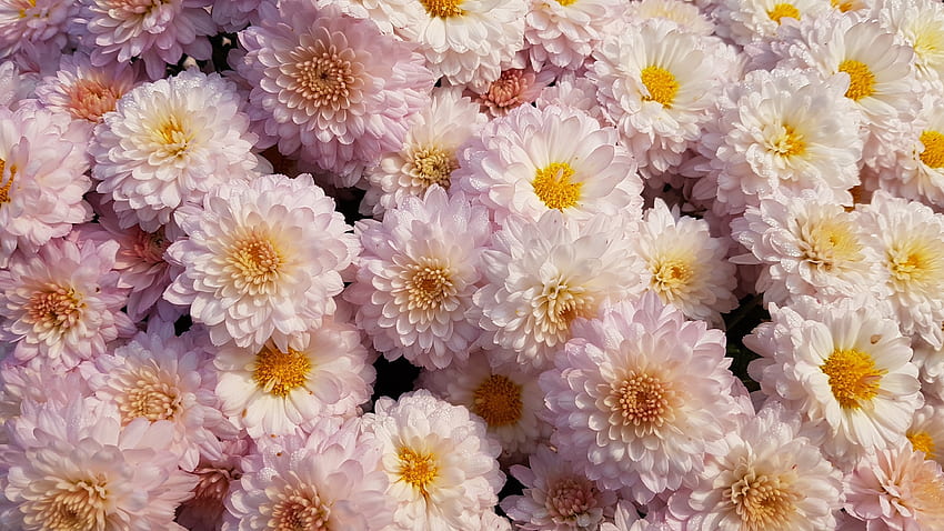 Chrysanthemum, flower, pink HD wallpaper